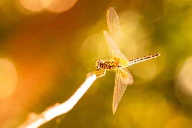 Sarı yusufçuk bir ağaç dalı üstüne tünemiş. (seçici odak)