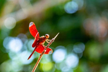 Kırmızı yusufçuk bir ağaç dalı üstüne tünemiş. (seçici odak)
