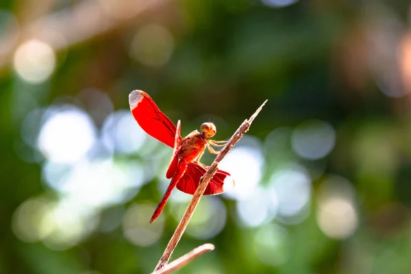红色蜻蜓栖息在树枝顶部的树上 选择性聚焦 — 图库照片