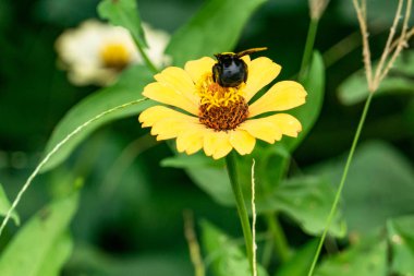 Renkli zinnia çiçekler, bahar sabahı, Tayland zinnia çiçeklerden nektar içme hata