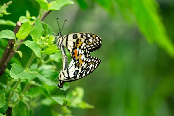 Selective focus on wing or special point for Colorful Butterfly mating in the nature,Asia