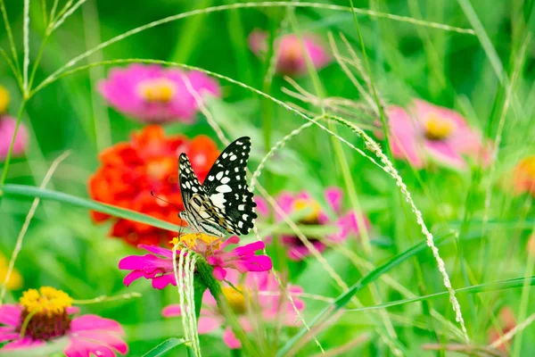 Flores Coloridas Zinnia Borboleta Bebendo Néctar Flores Zinnia Manhã Primavera — Fotografia de Stock