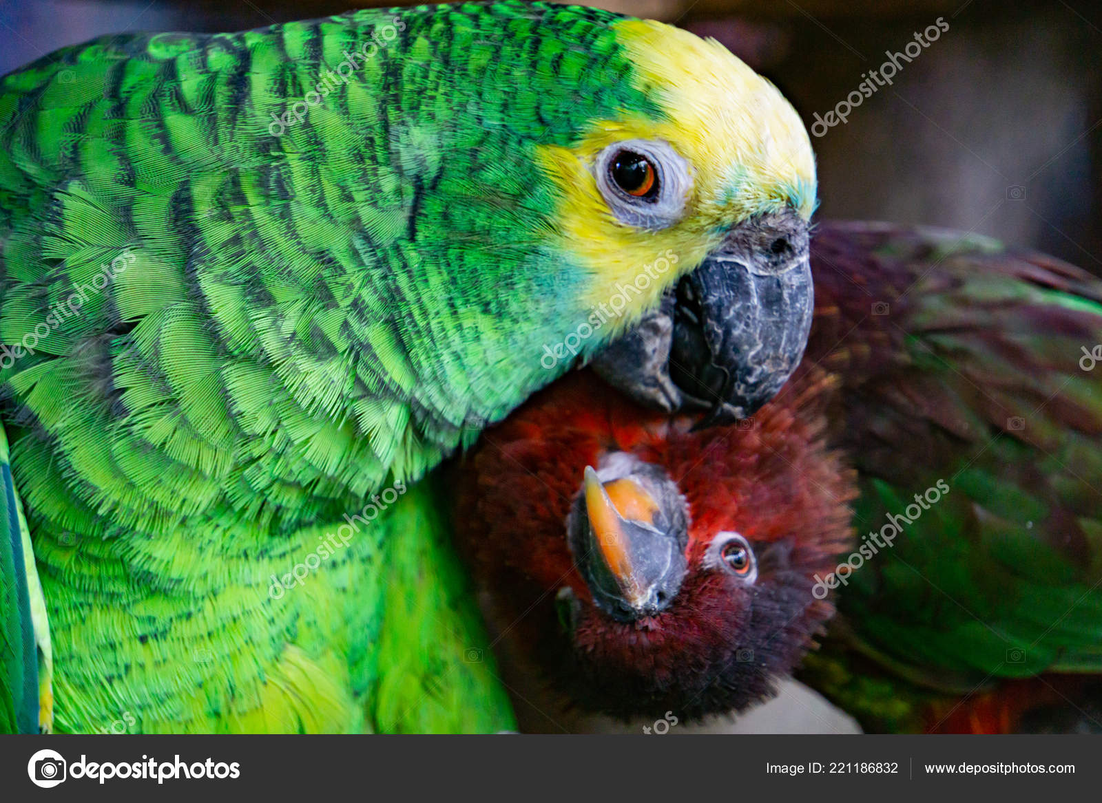 Severe Macaw Parrot Close Chestnut Fronted Macaw Stock Photo C Khoblaun 221186832,How To Play Gin Rummy Card Game