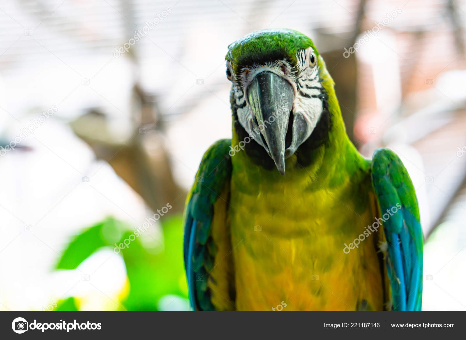 Severe Macaw Parrot Close Chestnut Fronted Macaw Stock Photo C Khoblaun 221187146,Spanish Coffee