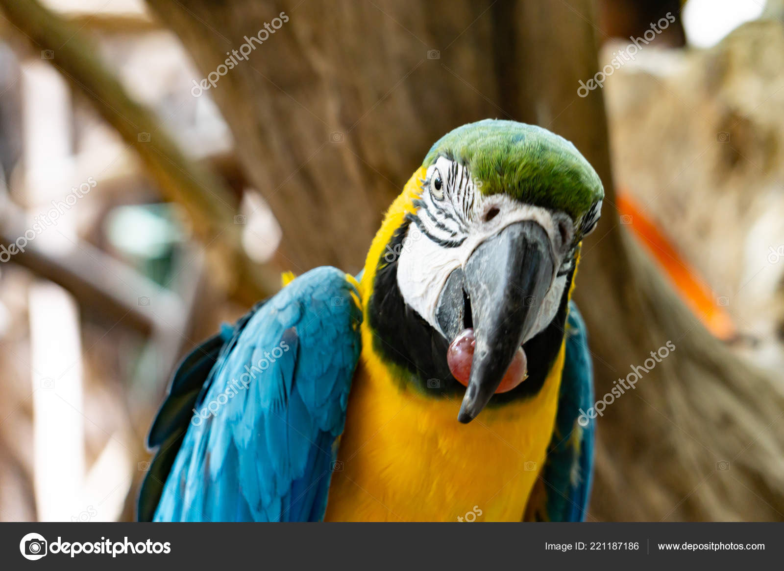 Severe Macaw Parrot Close Chestnut Fronted Macaw Stock Photo C Khoblaun 221187186,Spanish Coffee