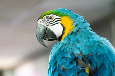 Severe Macaw Parrot,Close up The Chestnut fronted Macaw. clipart