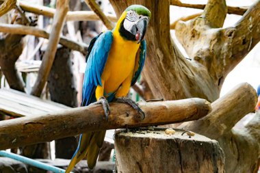 Şiddetli Amerika papağanı papağan, kestane yakından Amerika papağanı fronted..