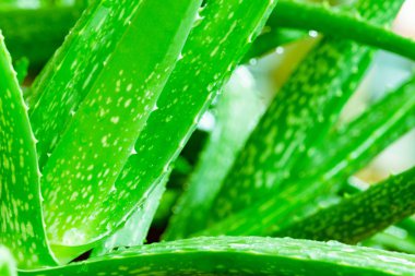 Bahçe, Cilt Bakımı Concepts'den doğa taze aloe vera.