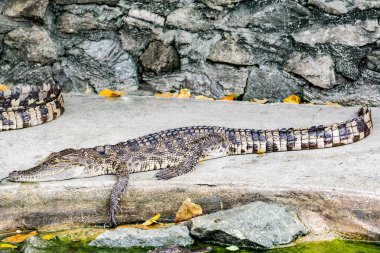 Timsah doğada, tehlikeli hayvanlar.