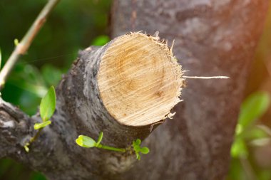 Orman, sürdürülebilir orman güneş ışığı altında çıkarılan günlükleri yok.