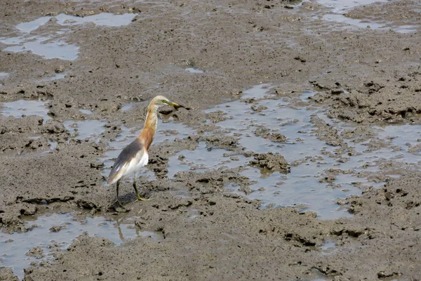 Une Belle Gracieuse Grande Aigrette Blanche Thaïlande Ardea Alba — Photo