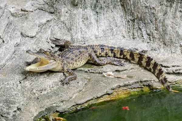 Crocodile in nature,Dangerous animals.