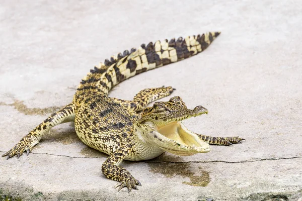 Crocodile in nature,Dangerous animals.