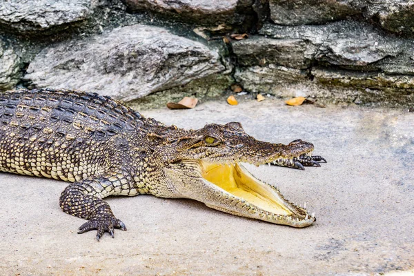 Crocodile in nature,Dangerous animals.