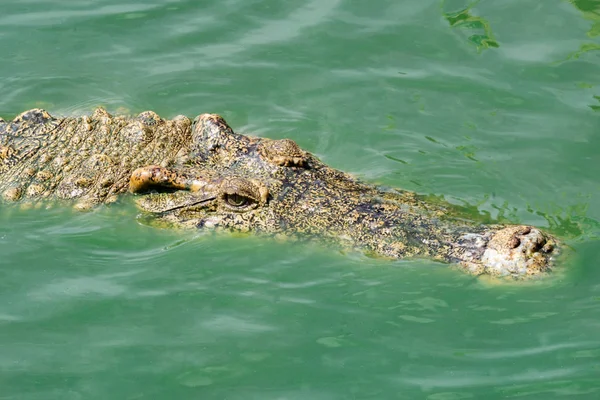Crocodile in nature,Dangerous animals.