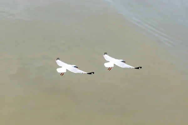 Zwei Möwen Fliegen Vogel Möwe Meer Tier Natur Fliegen Thailand — Stockfoto