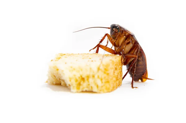 Kakerlaken Finden Nahrung Die Weißen Hintergrund Isoliert — Stockfoto