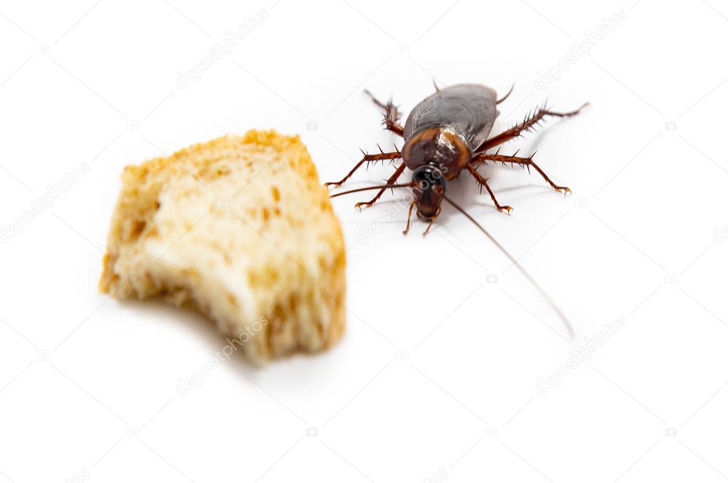 Cockroach finding food which isolated white background.