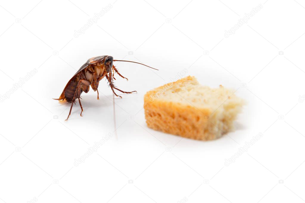 Cockroach finding food which isolated white background.