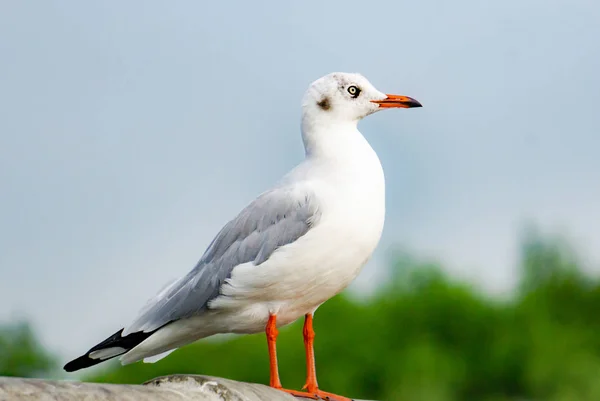 Mouette Debout Sur Pont Silhouette Vue Dessus Oiseau Vole Dessus — Photo