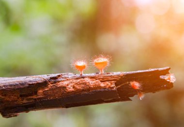 Turuncu mantar veya yağmur ormanlarında şampanya mantar.