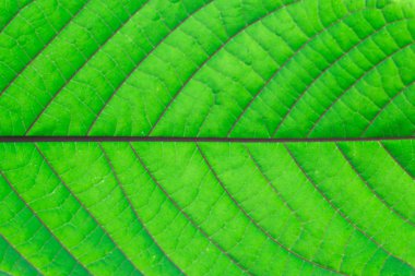 yeşil mitragyna speciosa detay doku, Tayland bırakır.