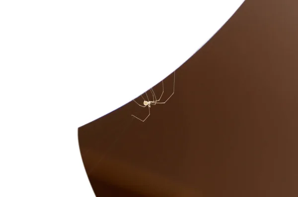 Lebende Braune Spinne Auf Weißem Hintergrund — Stockfoto