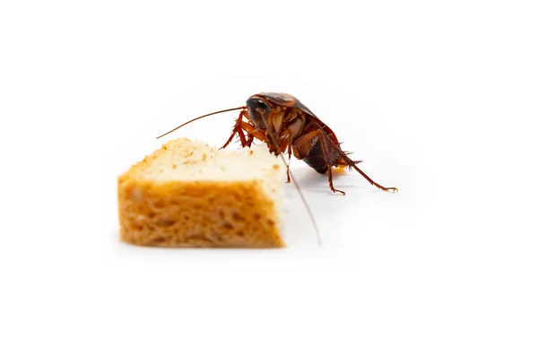 Keime Verbreiten Sich Braune Kakerlake Frisst Ein Stück Brot — Stockfoto