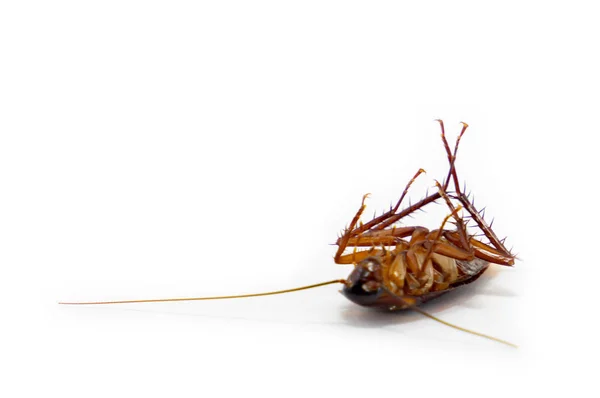 Mikropların Yayılmasını Izole Öldü Hamamböceği Beyaz Arka Plan Üzerinde — Stok fotoğraf