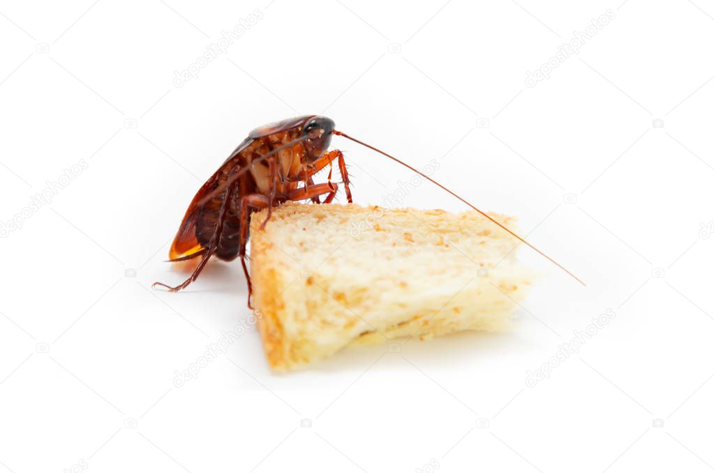 germs spread, Brown Cockroach eating a Piece of Bread