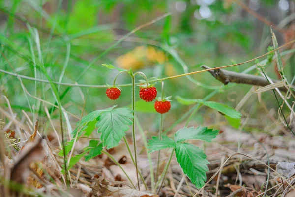 Wild Strawberry Woods Close Horizontal Shot — Stock Photo, Image