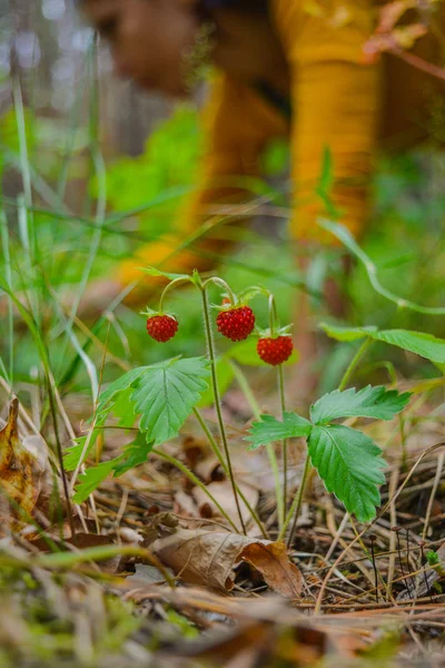 Wild Strawberry Close Girl Picking Berries Background — Stock Photo, Image