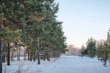 İğne yapraklı kış orman. Ahşap Kışın kar altında. Ahşap kar çok. Soğuk, Don.