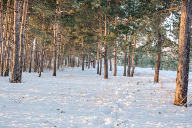 İğne yapraklı kış orman. Ahşap Kışın kar altında. Ahşap kar çok. Soğuk, Don.