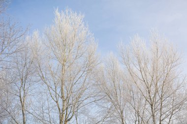 Donmuş ağaç. Kışın ağacın soğuktan dondu. Bir ağacı kışın karda