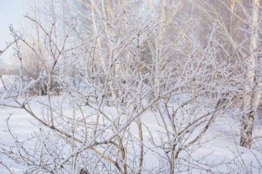 Donmuş ağaç. Kışın ağacın soğuktan dondu. Bir ağacı kışın karda