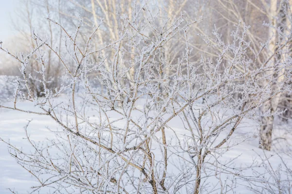 Árvore Congelada Inverno Árvore Congelou Frio Uma Árvore Neve Inverno — Fotografia de Stock