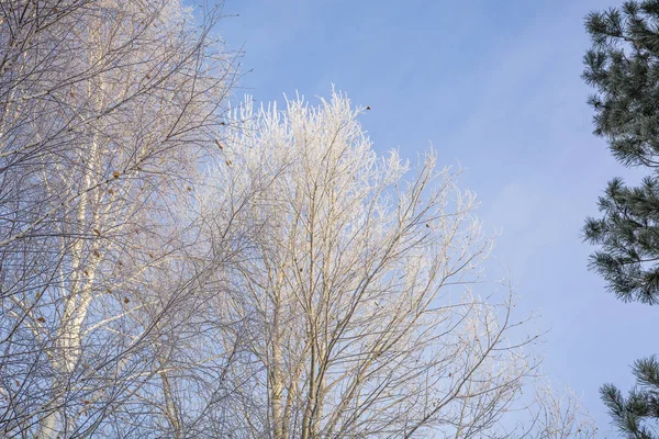 Árvore Congelada Inverno Árvore Congelou Frio Uma Árvore Neve Inverno — Fotografia de Stock