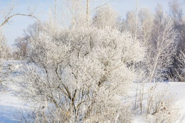 Donmuş ağaç. Kışın ağacın soğuktan dondu. Bir ağacı kışın karda