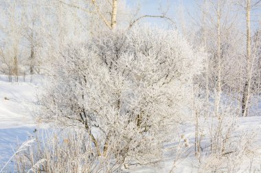 Donmuş ağaç. Kışın ağacın soğuktan dondu. Bir ağacı kışın karda