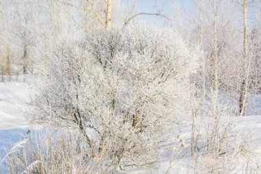 Donmuş ağaç. Kışın ağacın soğuktan dondu. Bir ağacı kışın karda