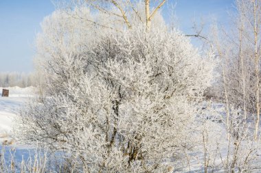 Donmuş ağaç. Kışın ağacın soğuktan dondu. Bir ağacı kışın karda