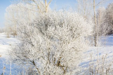 Donmuş ağaç. Kışın ağacın soğuktan dondu. Bir ağacı kışın karda