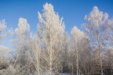 Donmuş ağaç. Kışın ağacın soğuktan dondu. Bir ağacı kışın karda