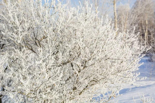 Замороженное Дерево Зимой Дерево Замерзало Холода Дерево Снегу Зимой — стоковое фото