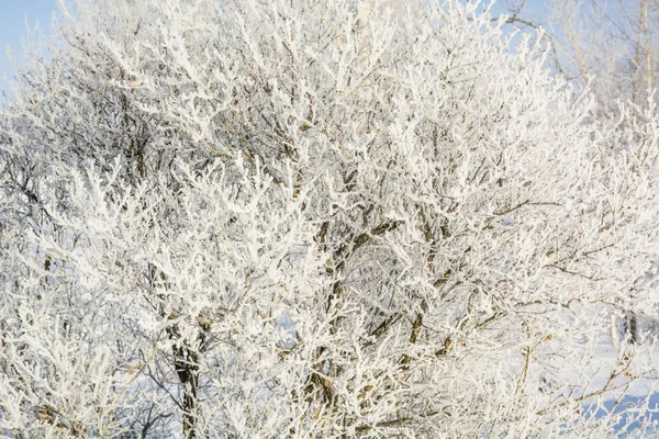 나무입니다 겨울에서 추위에서 겨울에 — 스톡 사진