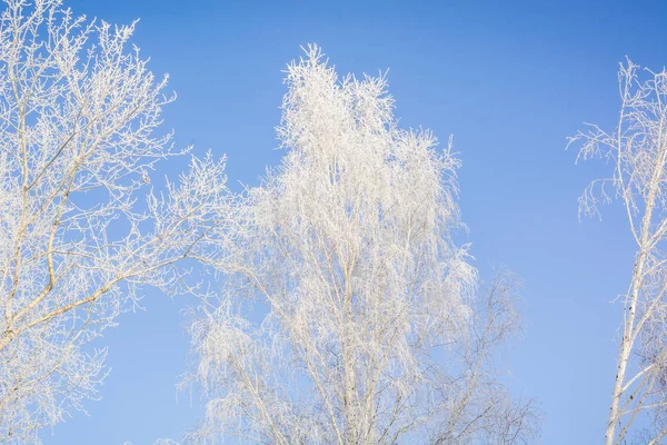Árvore Congelada Inverno Árvore Congelou Frio Uma Árvore Neve Inverno — Fotografia de Stock