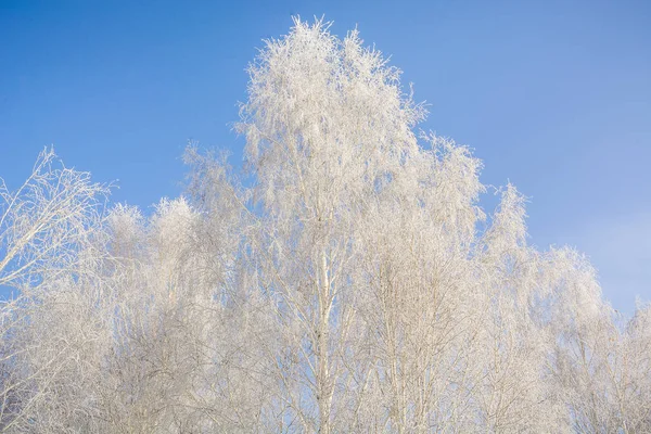 Árvore Congelada Inverno Árvore Congelou Frio Uma Árvore Neve Inverno — Fotografia de Stock