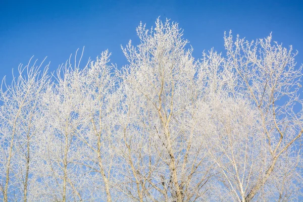 Замороженное Дерево Зимой Дерево Замерзало Холода Дерево Снегу Зимой — стоковое фото
