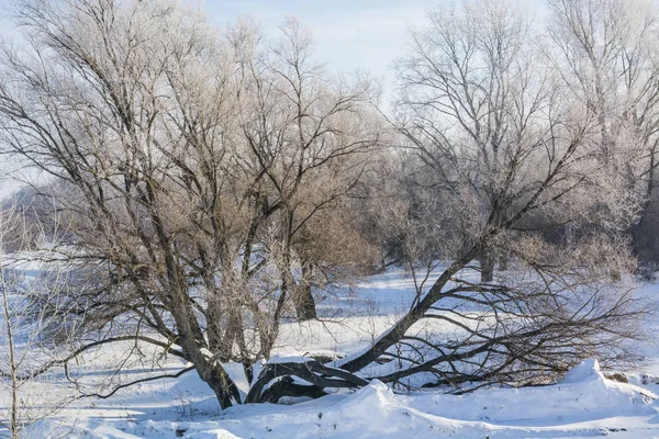 Der Gefrorene Baum Winter Erfror Der Baum Vor Kälte Ein — Stockfoto